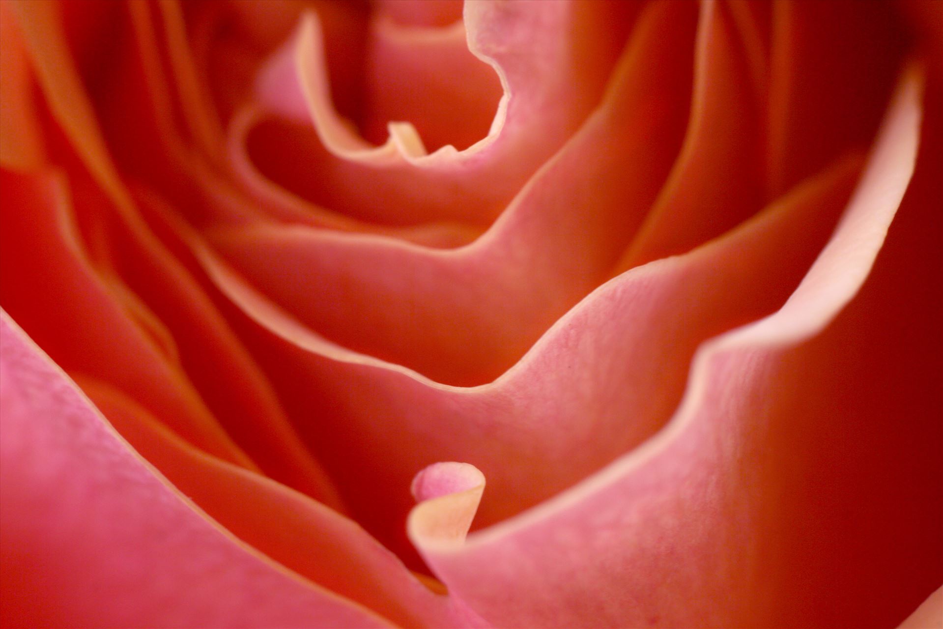 petals.JPG -  by LyfIsGrand